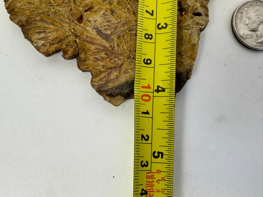 Old Petrified Fern 4.5 X 4 [Photo 6]