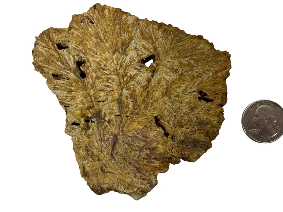 Old Petrified Fern 4.5 X 4 [Photo 1]