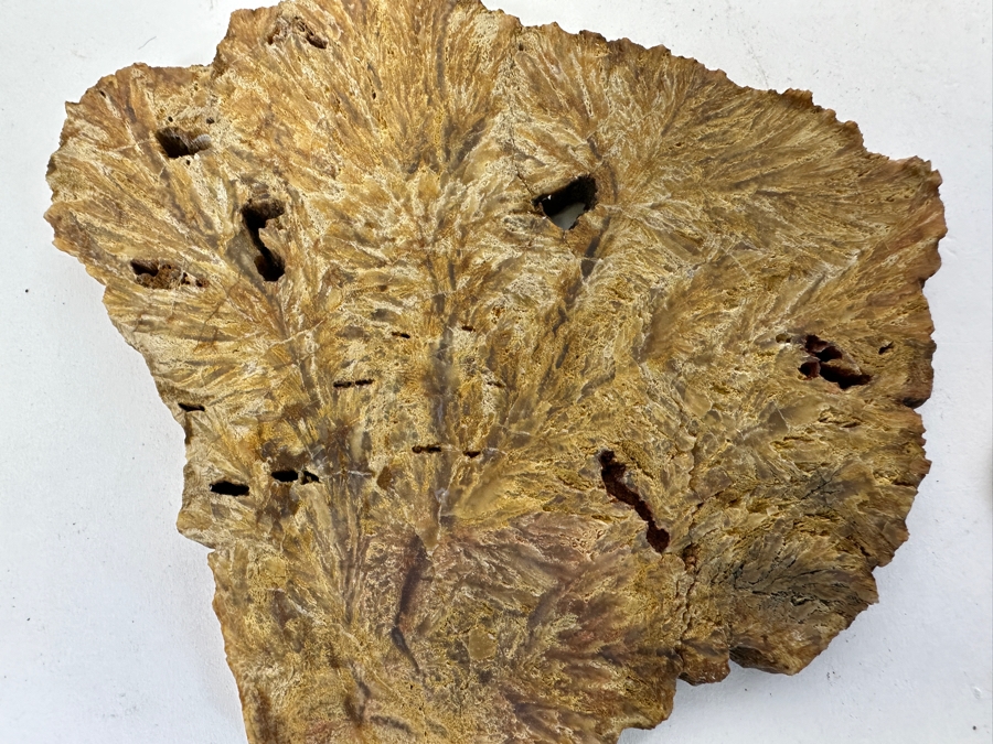 Old Petrified Fern 4.5 X 4 [Photo 2]