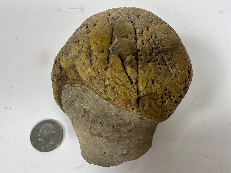 JUST ADDED - Antique Fossilized Bone Possibly Of American Camel 3.25W X 3.5H [Photo 4]