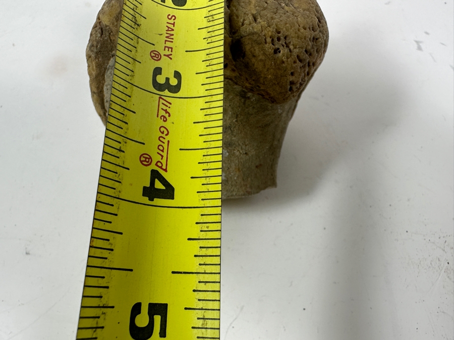 JUST ADDED - Antique Fossilized Bone Possibly Of American Camel 3.25W X 3.5H [Photo 10]