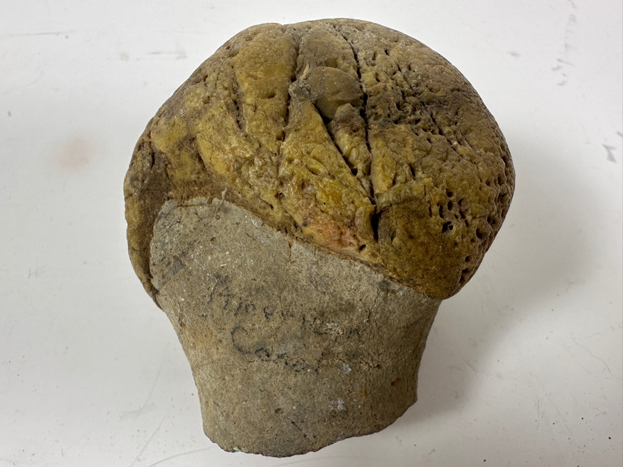 JUST ADDED - Antique Fossilized Bone Possibly Of American Camel 3.25W X 3.5H [Photo 8]