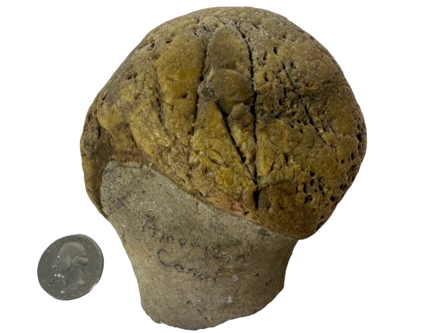 JUST ADDED - Antique Fossilized Bone Possibly Of American Camel 3.25W X 3.5H
