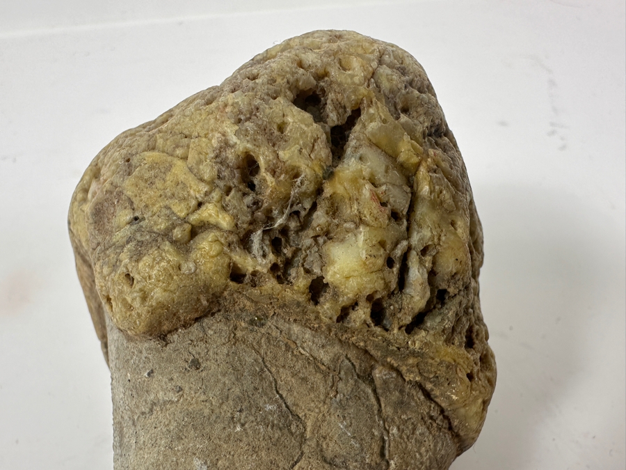 JUST ADDED - Antique Fossilized Bone Possibly Of American Camel 3.25W X 3.5H [Photo 7]