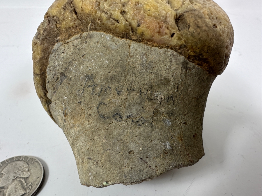 JUST ADDED - Antique Fossilized Bone Possibly Of American Camel 3.25W X 3.5H [Photo 3]