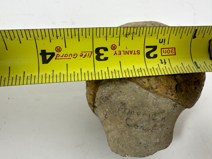 JUST ADDED - Antique Fossilized Bone Possibly Of American Camel 3.25W X 3.5H [Photo 9]