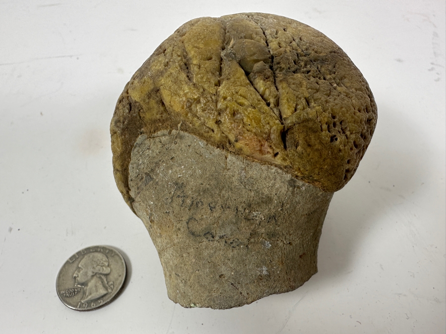 JUST ADDED - Antique Fossilized Bone Possibly Of American Camel 3.25W X 3.5H [Photo 2]