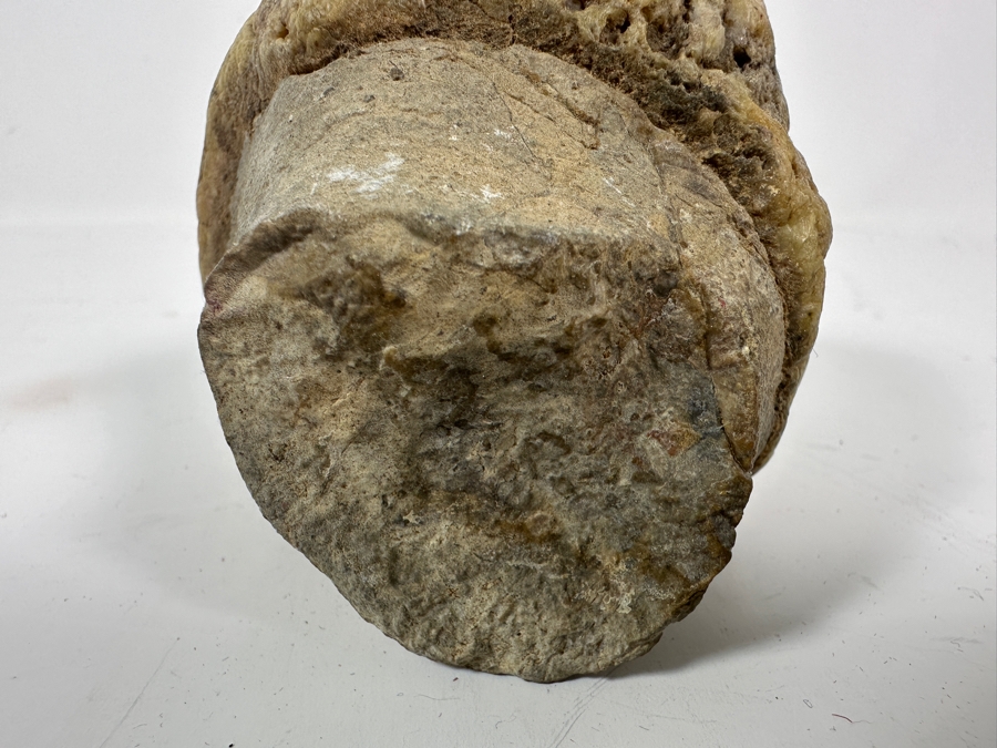 JUST ADDED - Antique Fossilized Bone Possibly Of American Camel 3.25W X 3.5H [Photo 6]
