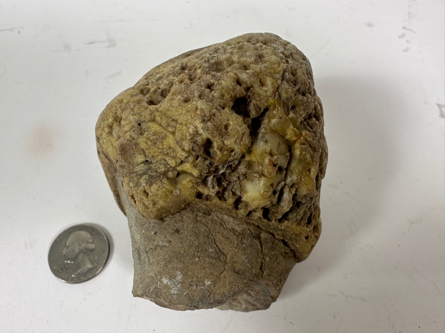 JUST ADDED - Antique Fossilized Bone Possibly Of American Camel 3.25W X 3.5H [Photo 5]