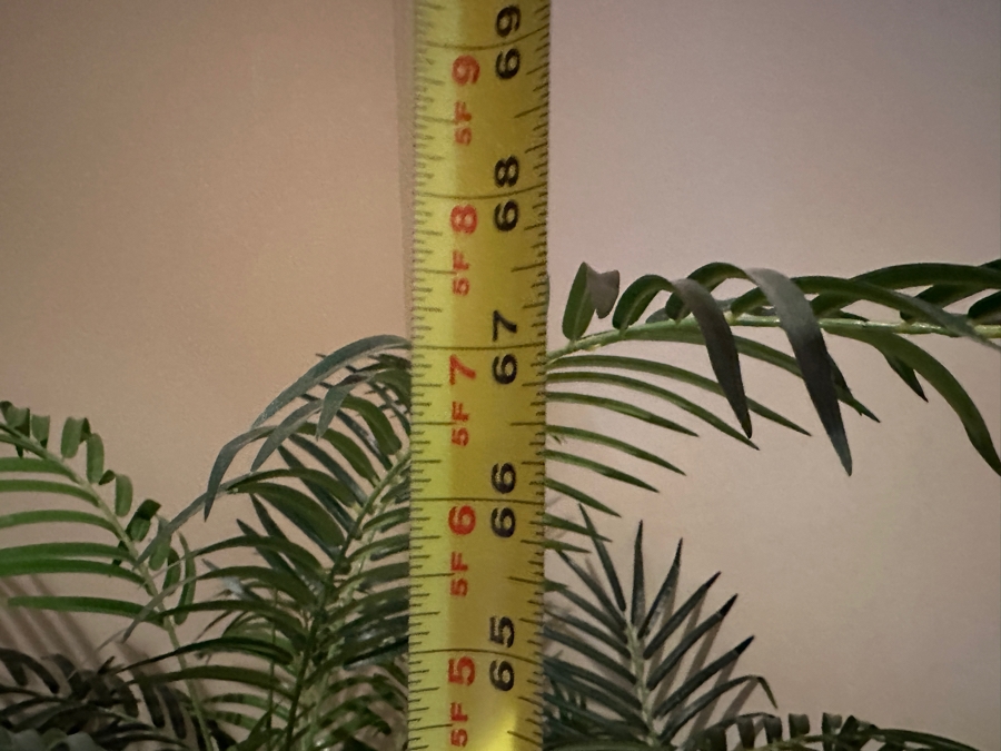 JUST ADDED - Artificial Palm Tree in Decorative Rattan Planter 68'H [Photo 6]