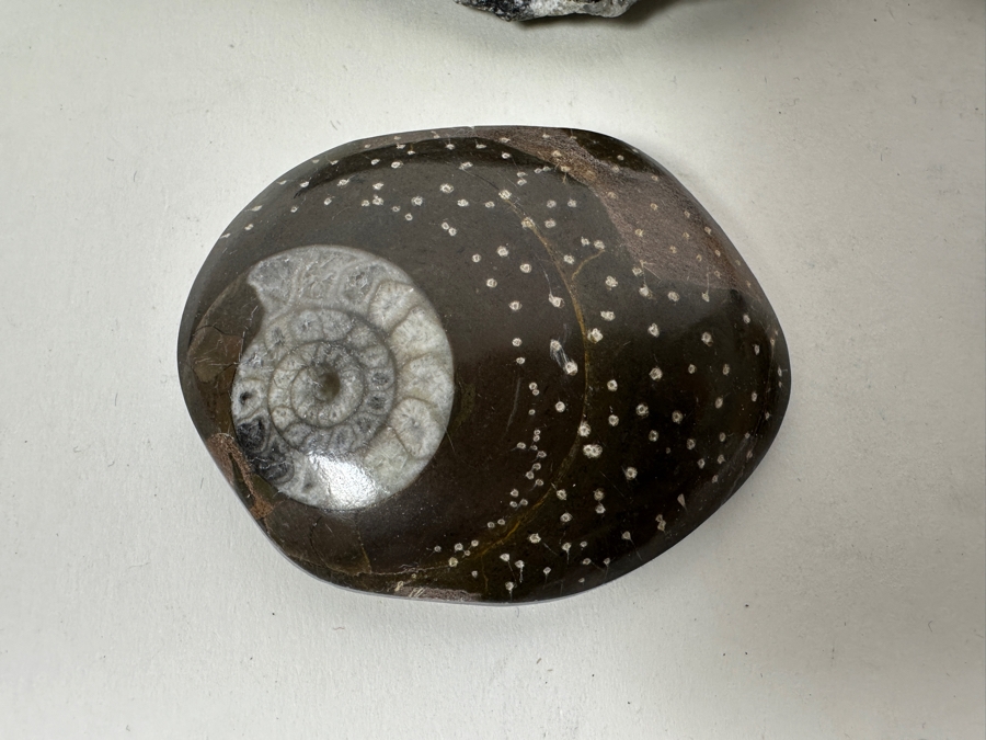 Collection Of Various Fossils [Photo 4]