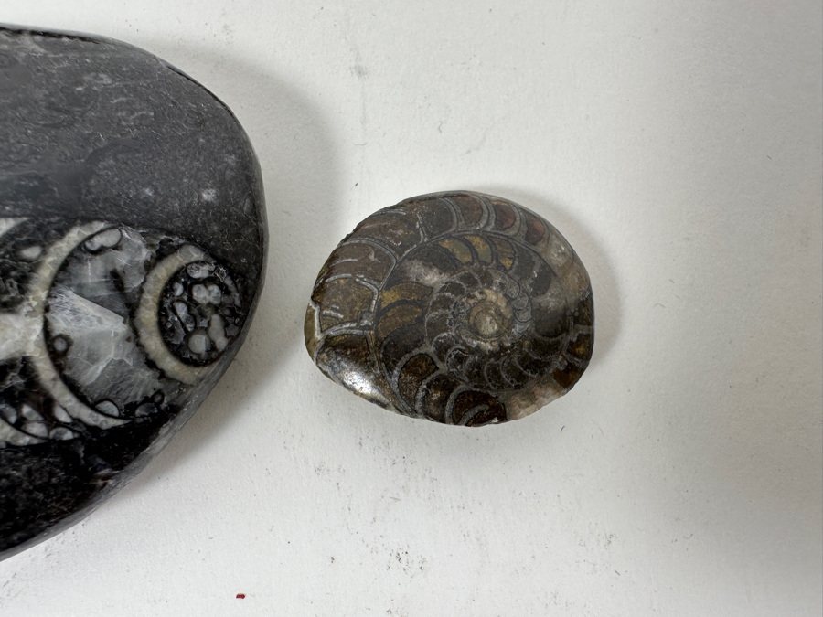Collection Of Various Fossils [Photo 8]