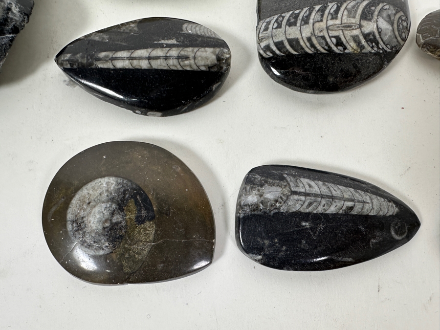 Collection Of Various Fossils [Photo 5]