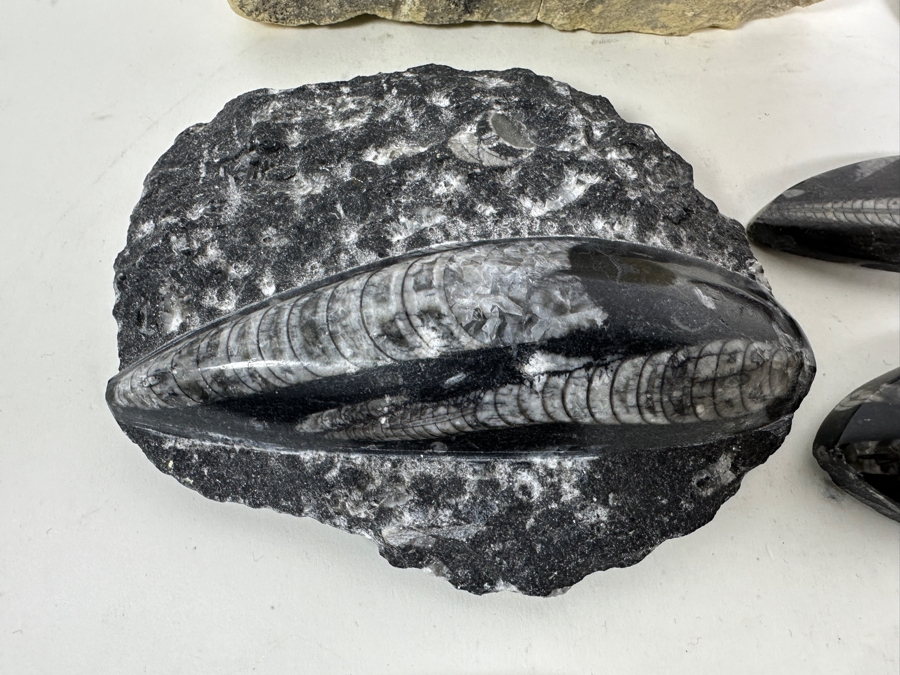 Collection Of Various Fossils [Photo 3]