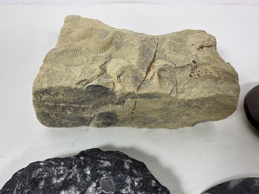 Collection Of Various Fossils [Photo 12]