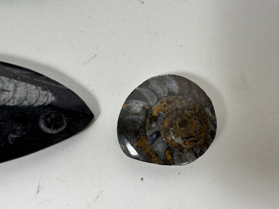 Collection Of Various Fossils [Photo 7]