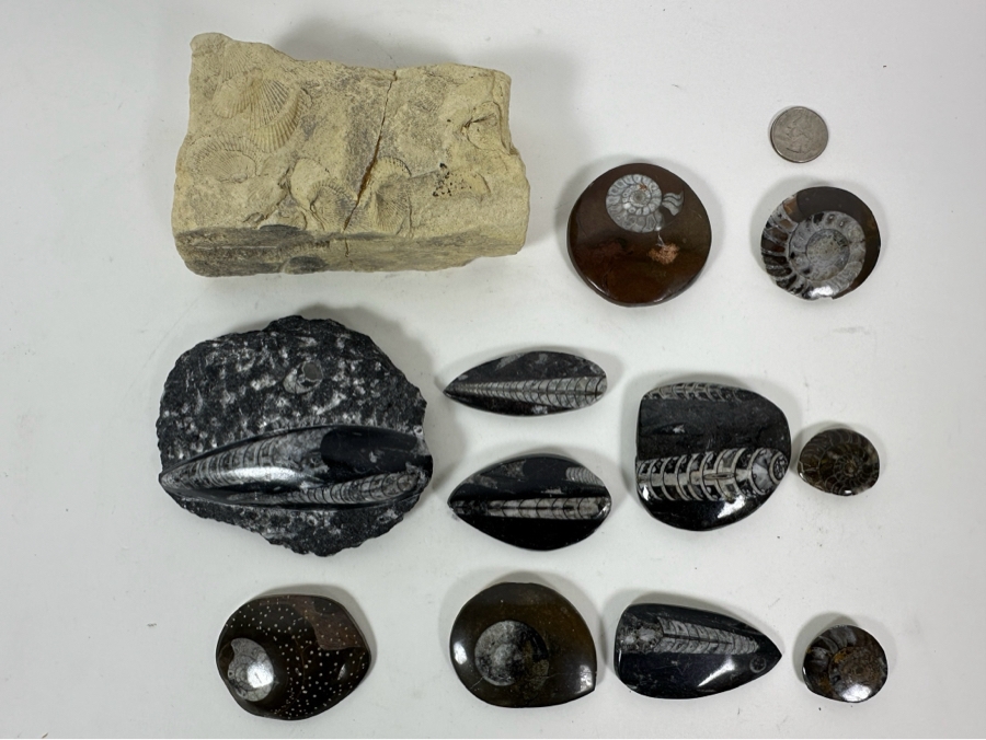 Collection Of Various Fossils [Photo 2]