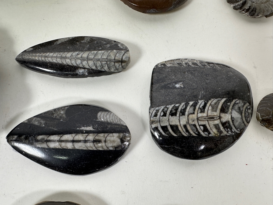 Collection Of Various Fossils [Photo 6]