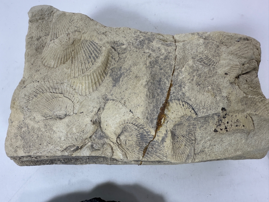 Collection Of Various Fossils [Photo 11]