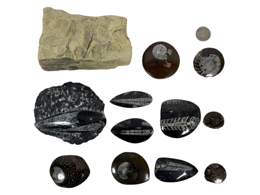 Collection Of Various Fossils [Photo 1]