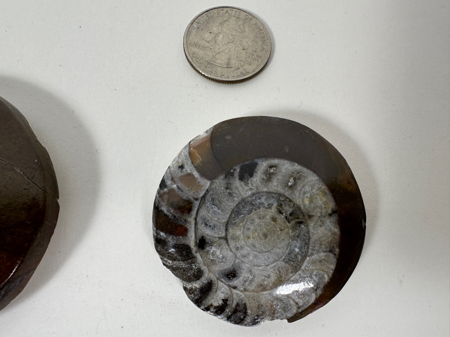 Collection Of Various Fossils [Photo 9]