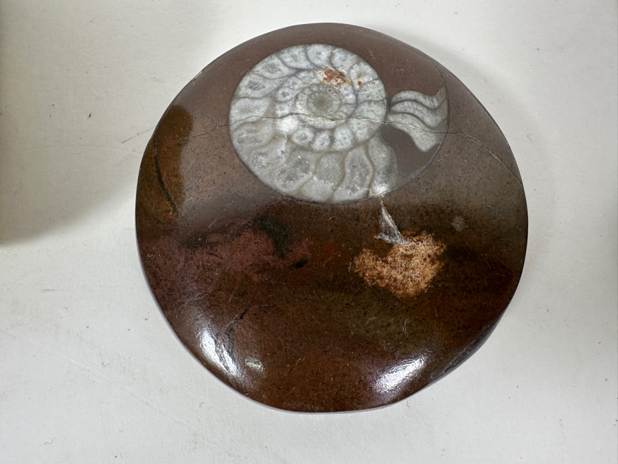 Collection Of Various Fossils [Photo 10]