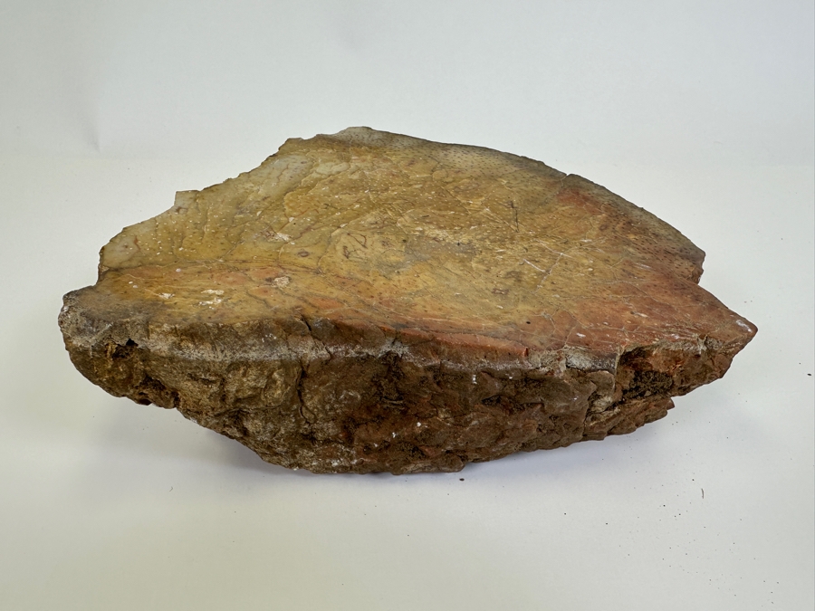 Large Chunk Of Petrified Palm Tree 9W X 8H X 3D [Photo 7]