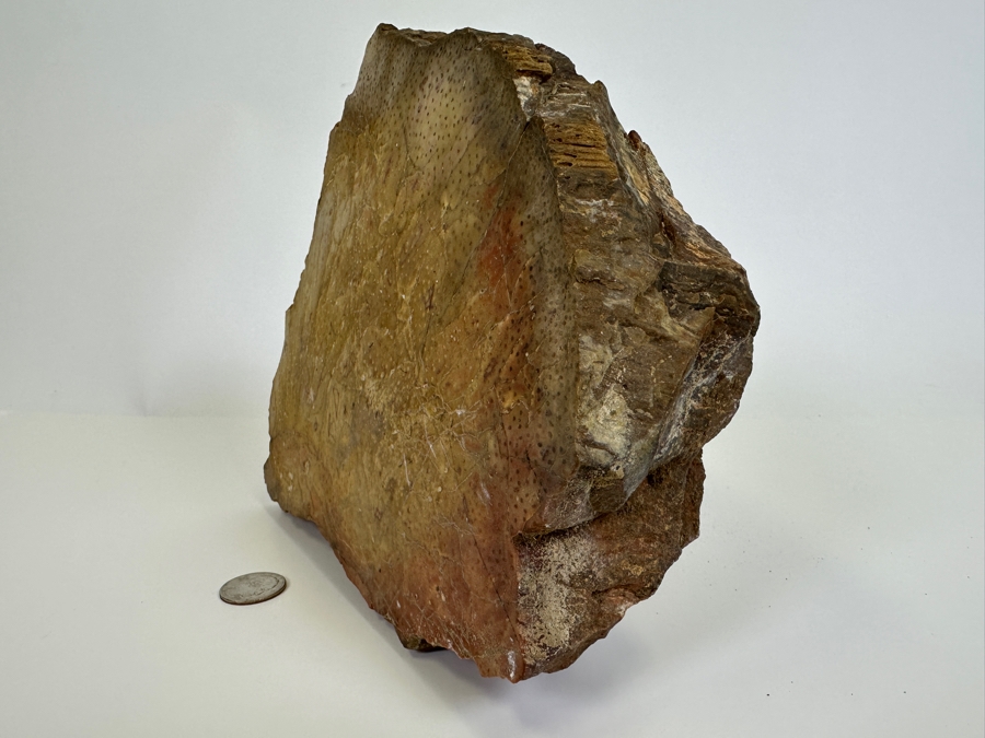 Large Chunk Of Petrified Palm Tree 9W X 8H X 3D [Photo 5]