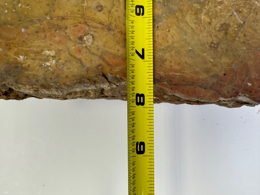 Large Chunk Of Petrified Palm Tree 9W X 8H X 3D [Photo 9]