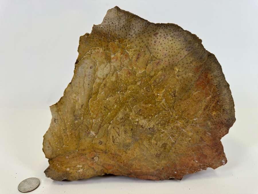 Large Chunk Of Petrified Palm Tree 9W X 8H X 3D [Photo 2]