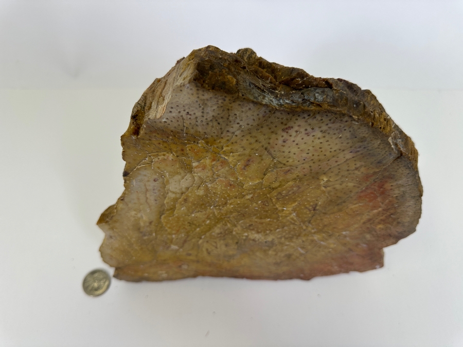 Large Chunk Of Petrified Palm Tree 9W X 8H X 3D [Photo 4]