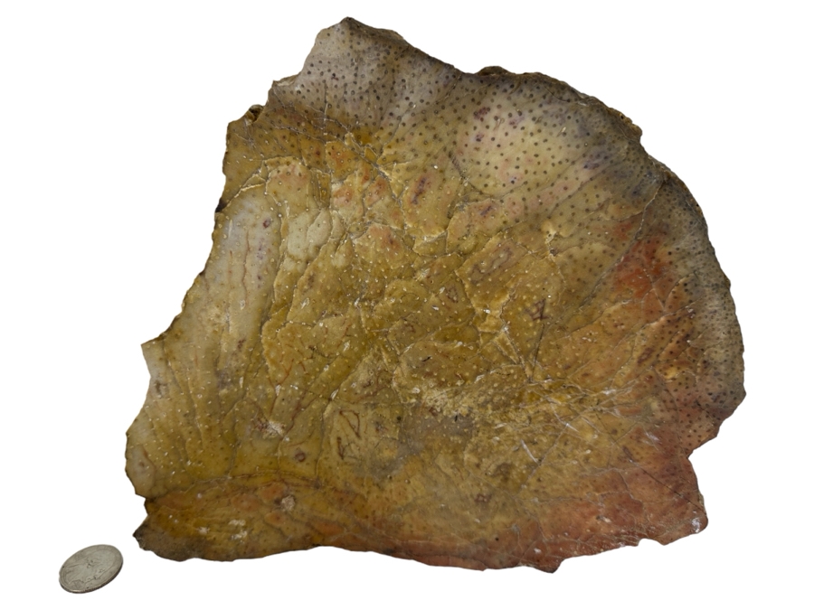 Large Chunk Of Petrified Palm Tree 9W X 8H X 3D