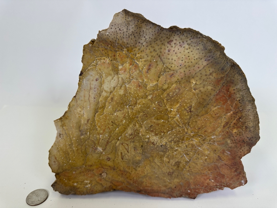 Large Chunk Of Petrified Palm Tree 9W X 8H X 3D [Photo 3]