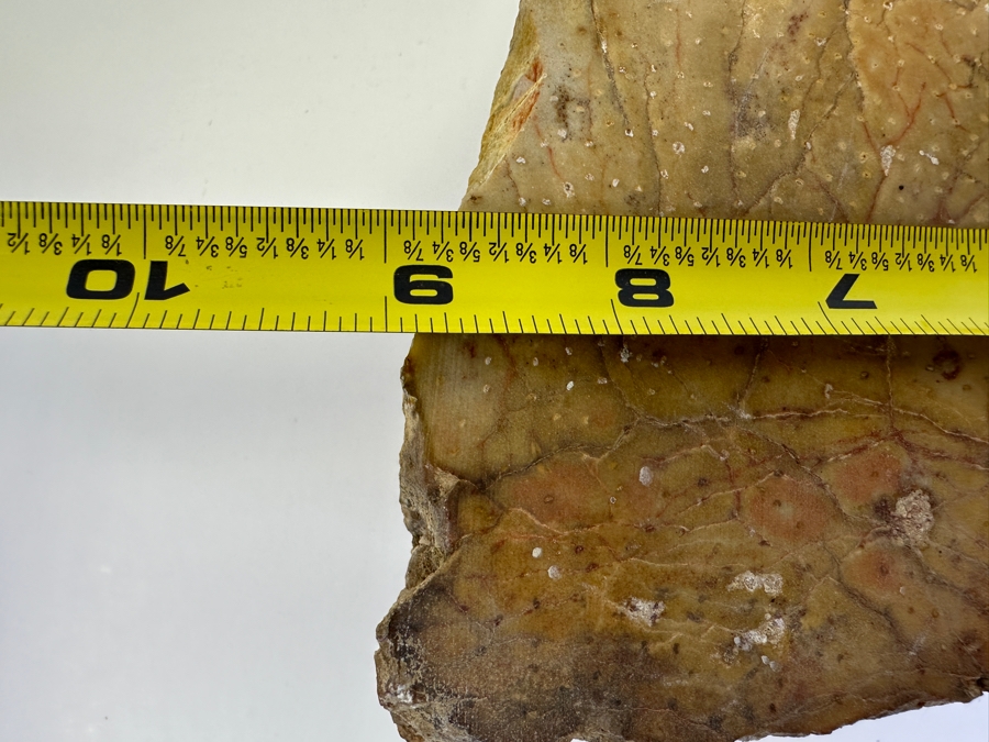 Large Chunk Of Petrified Palm Tree 9W X 8H X 3D [Photo 8]