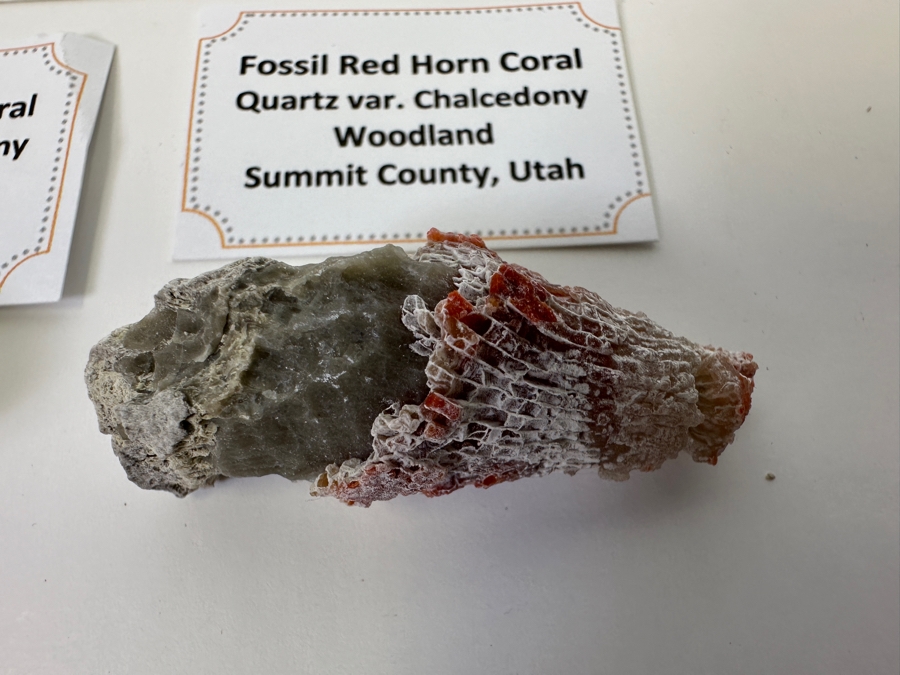 Fossilized Red Horn Coral From Woodland Summit County, Utah [Photo 5]