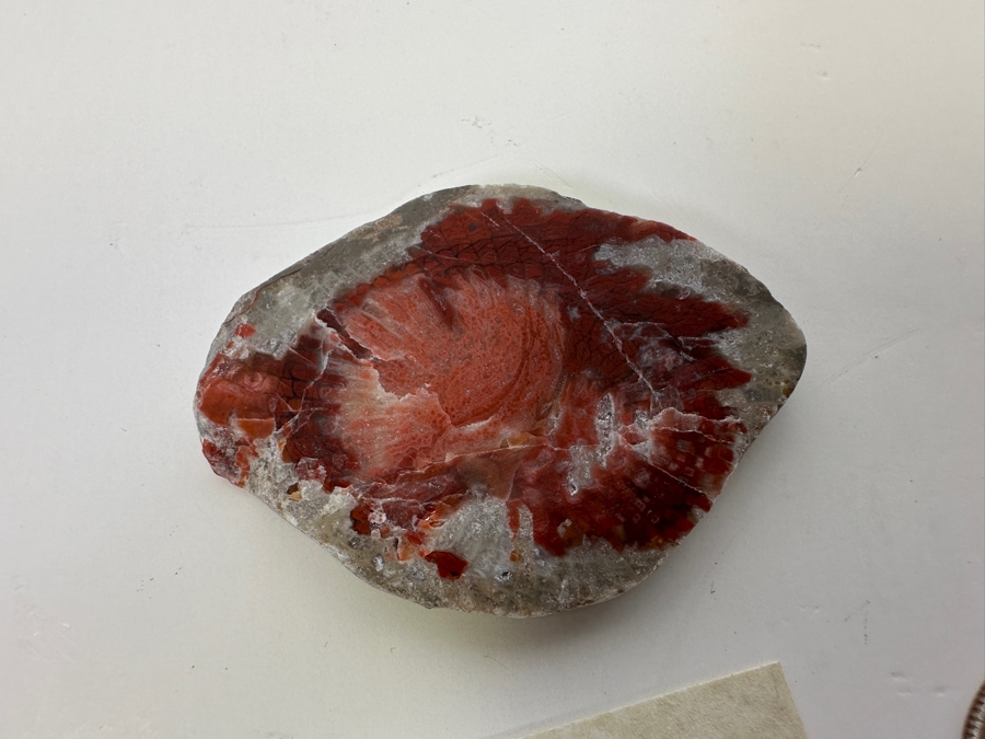 Fossilized Red Horn Coral From Woodland Summit County, Utah [Photo 7]