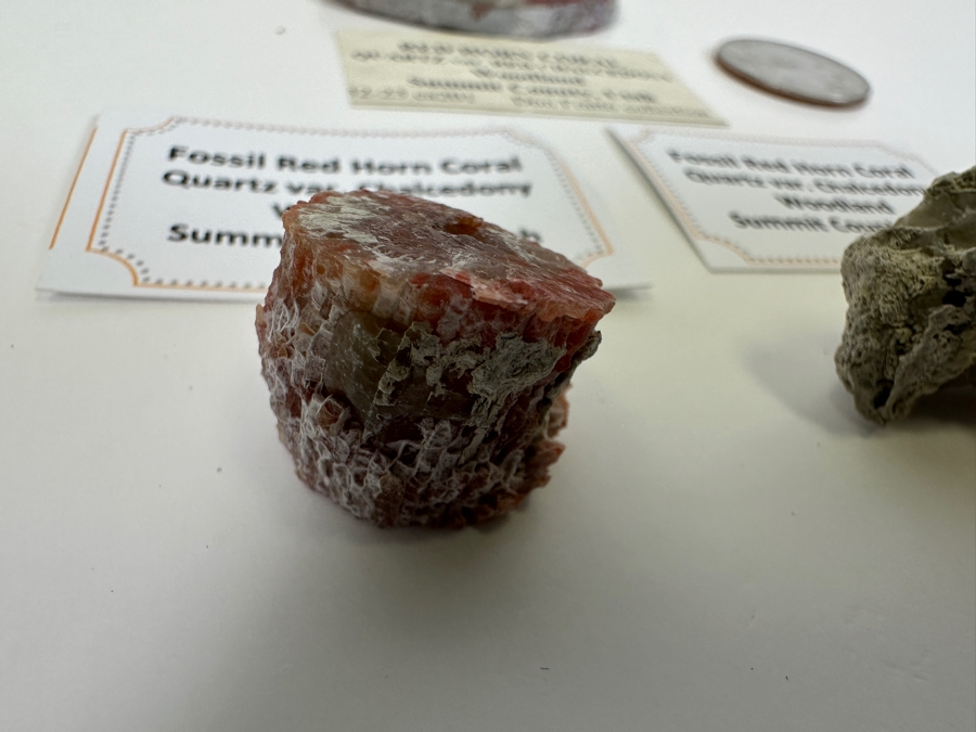 Fossilized Red Horn Coral From Woodland Summit County, Utah [Photo 3]