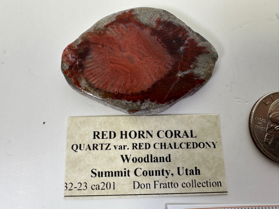 Fossilized Red Horn Coral From Woodland Summit County, Utah [Photo 4]
