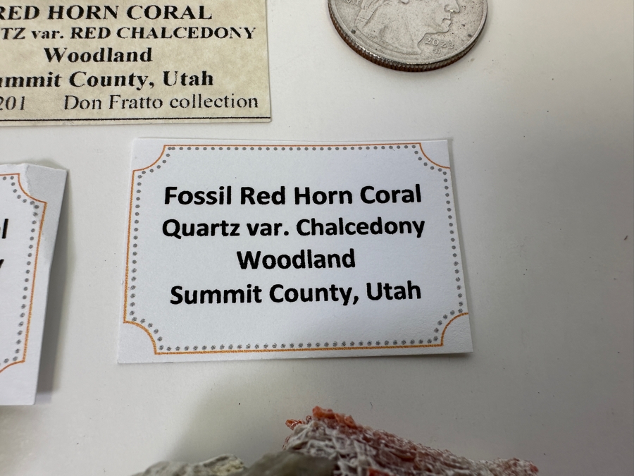 Fossilized Red Horn Coral From Woodland Summit County, Utah [Photo 6]