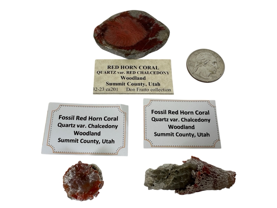 Fossilized Red Horn Coral From Woodland Summit County, Utah