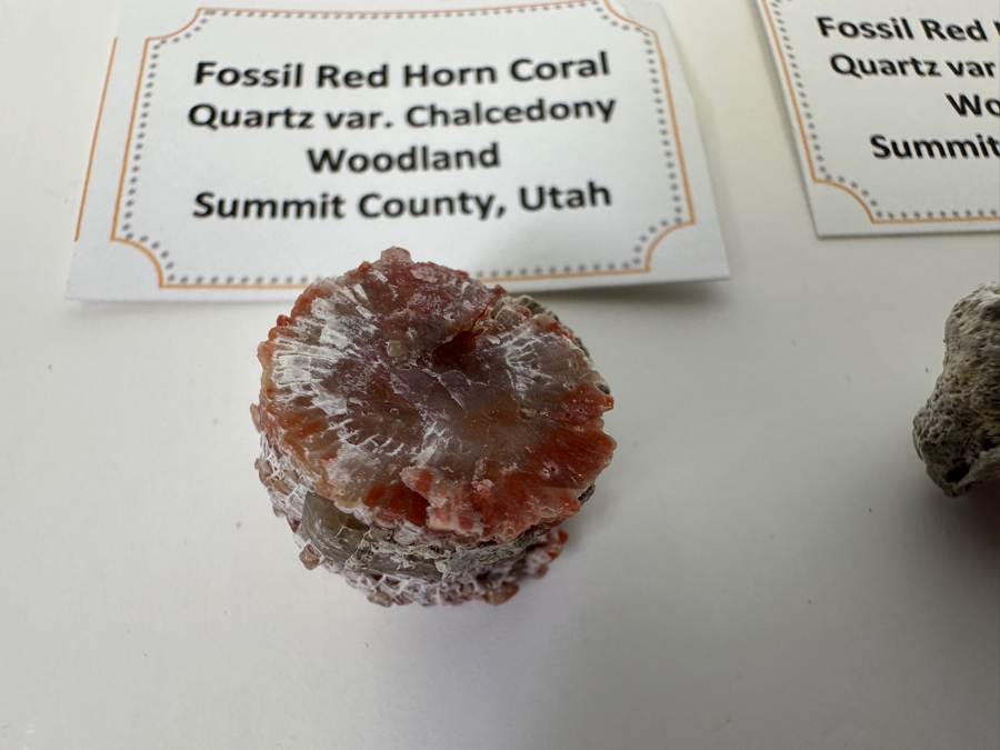 Fossilized Red Horn Coral From Woodland Summit County, Utah [Photo 2]