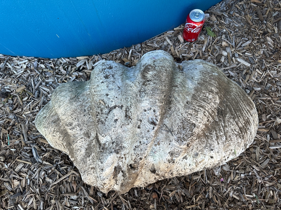 Very Large Organic Clam Shell 33W X 21D X 10.5H [Photo 4]