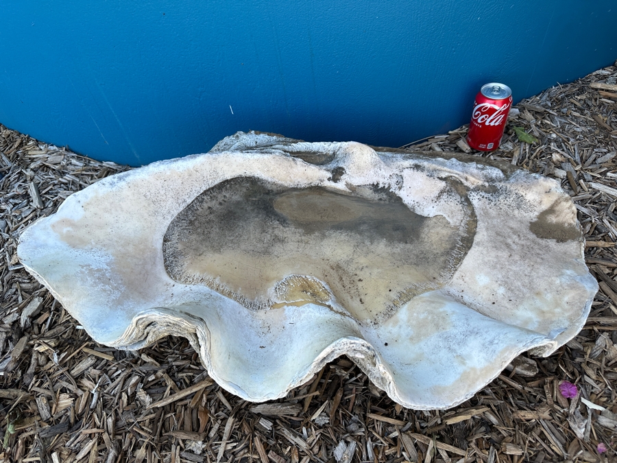 Very Large Organic Clam Shell 33W X 21D X 10.5H