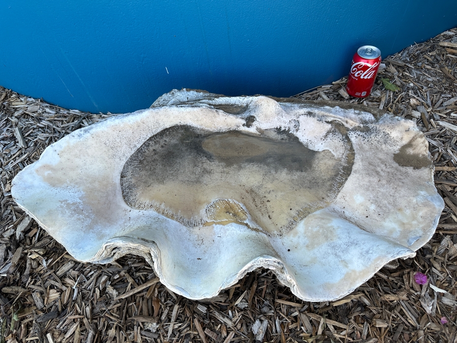 Very Large Organic Clam Shell 33W X 21D X 10.5H [Photo 2]