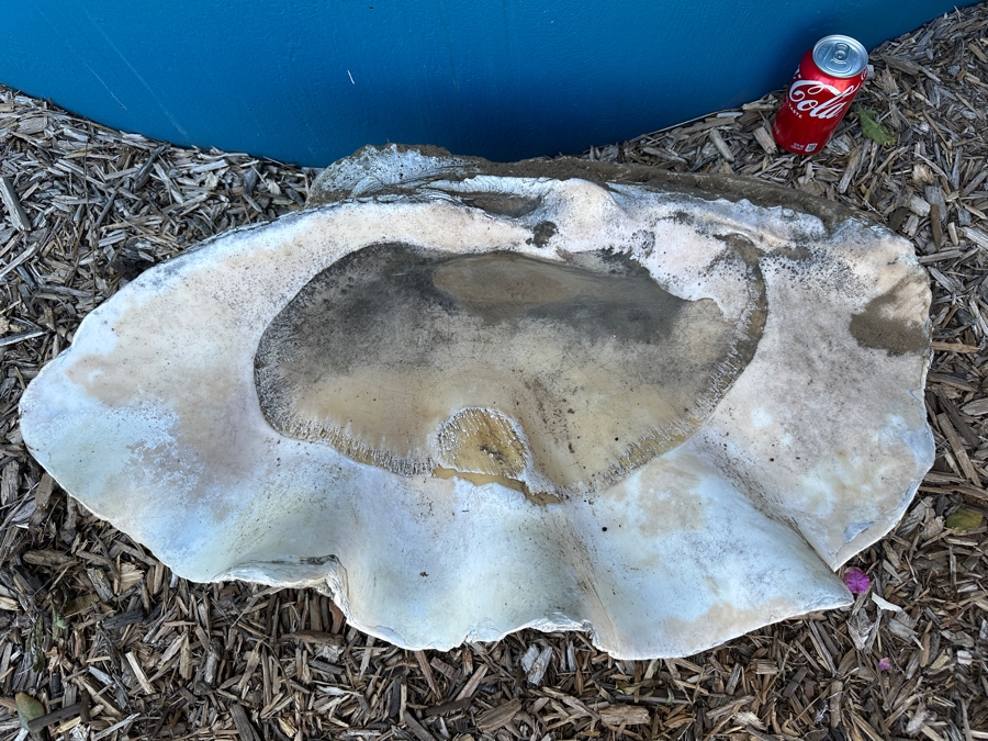 Very Large Organic Clam Shell 33W X 21D X 10.5H [Photo 3]
