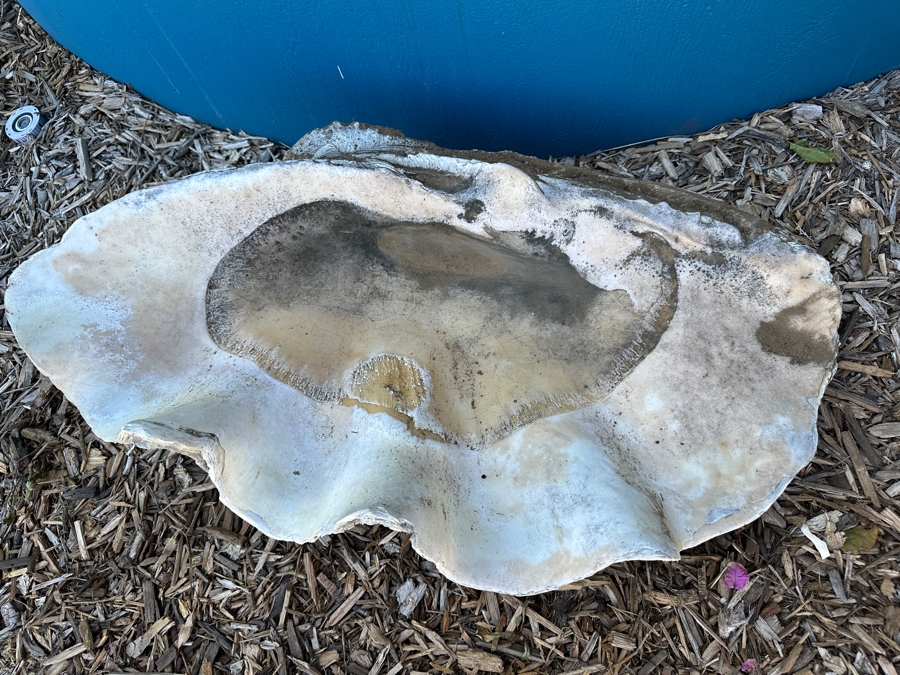 Very Large Organic Clam Shell 33W X 21D X 10.5H [Photo 6]