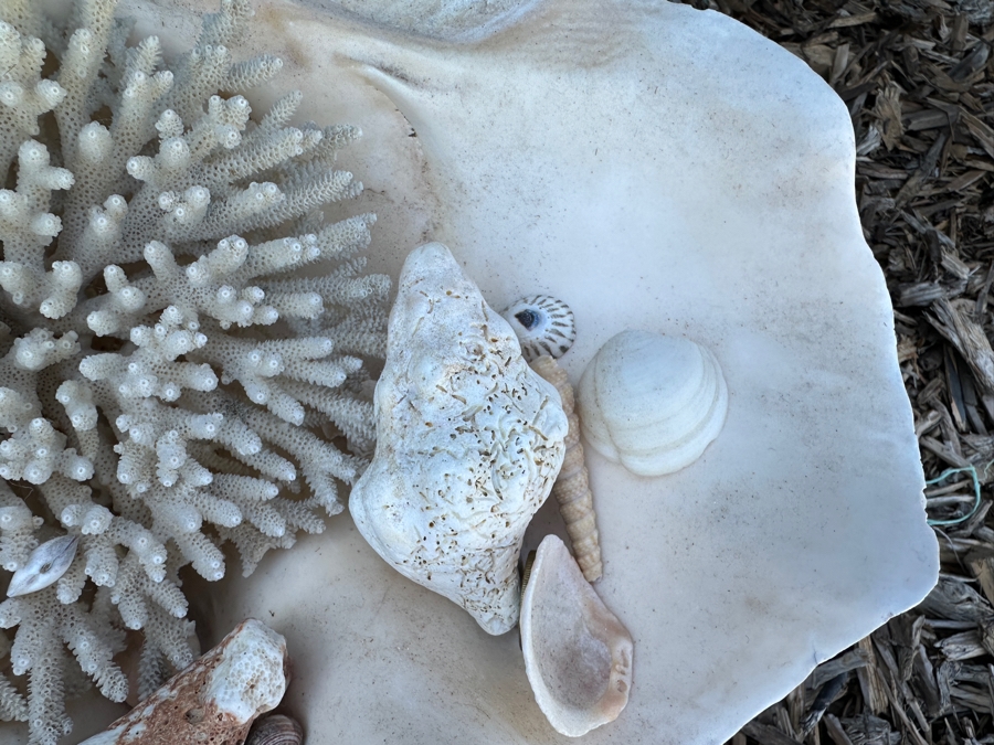 Large Organic Clam Shell 18W X 12D X 6.5H Filled With Organic Seashells And Coral Pieces [Photo 6]