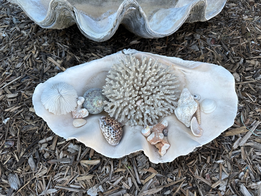 Large Organic Clam Shell 18W X 12D X 6.5H Filled With Organic Seashells And Coral Pieces [Photo 2]