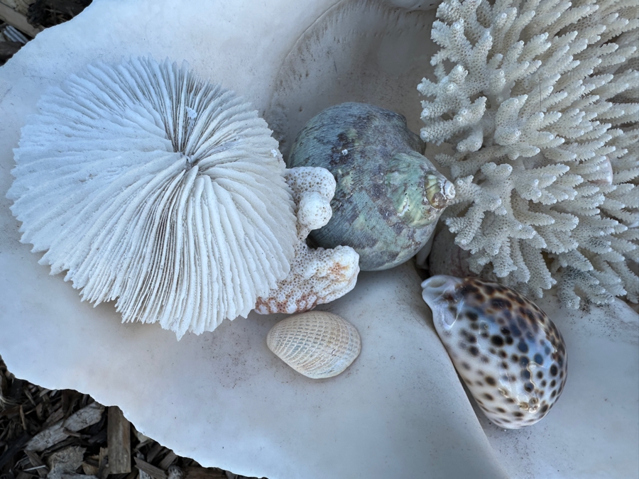 Large Organic Clam Shell 18W X 12D X 6.5H Filled With Organic Seashells And Coral Pieces [Photo 3]