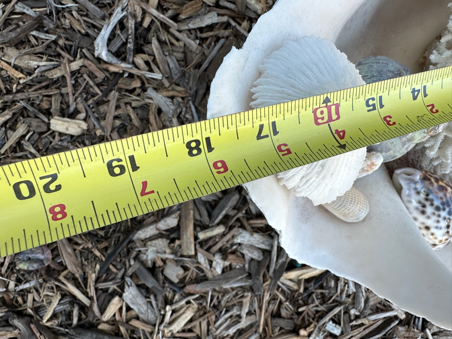 Large Organic Clam Shell 18W X 12D X 6.5H Filled With Organic Seashells And Coral Pieces [Photo 7]